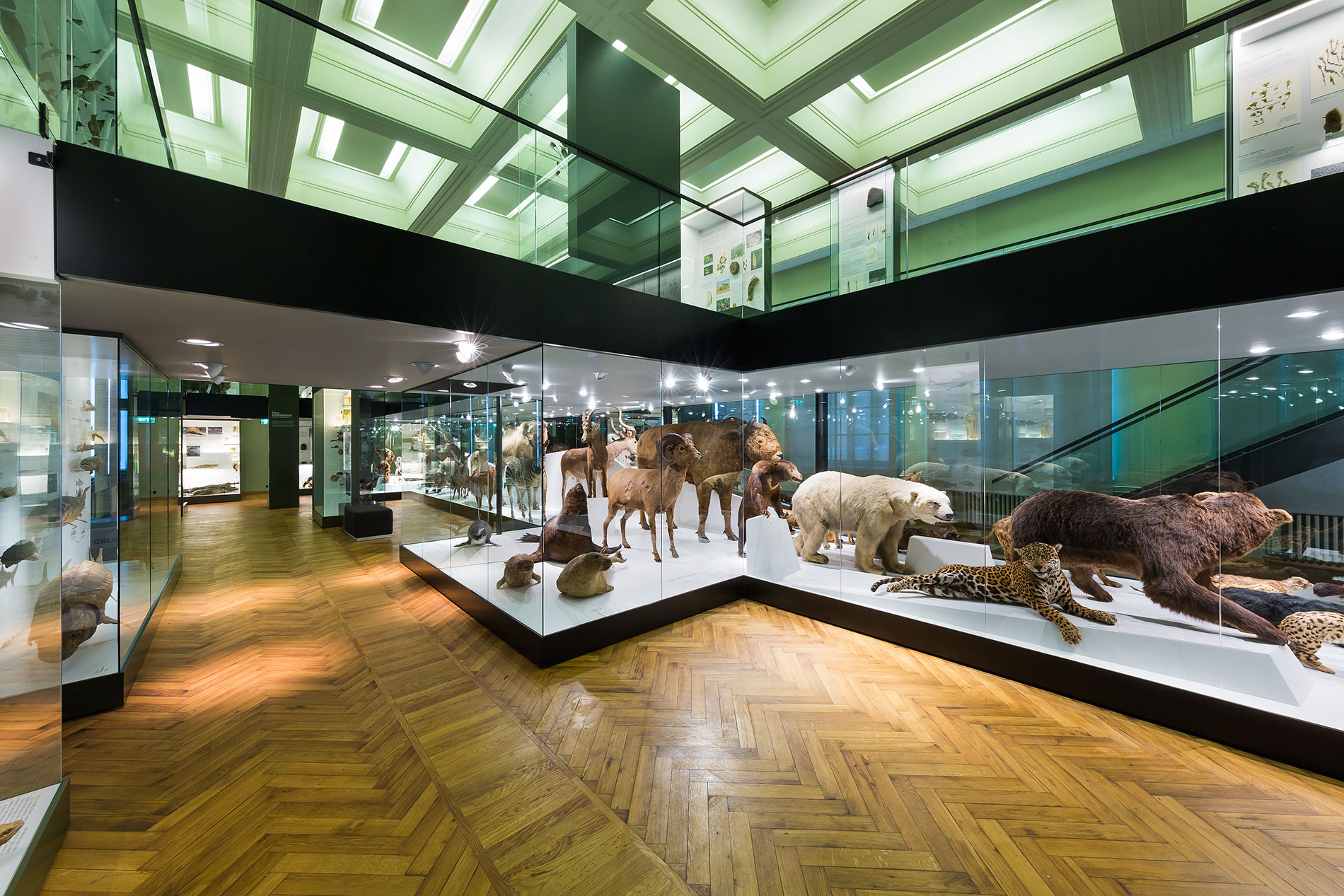 University of Tartu Natural History Museum