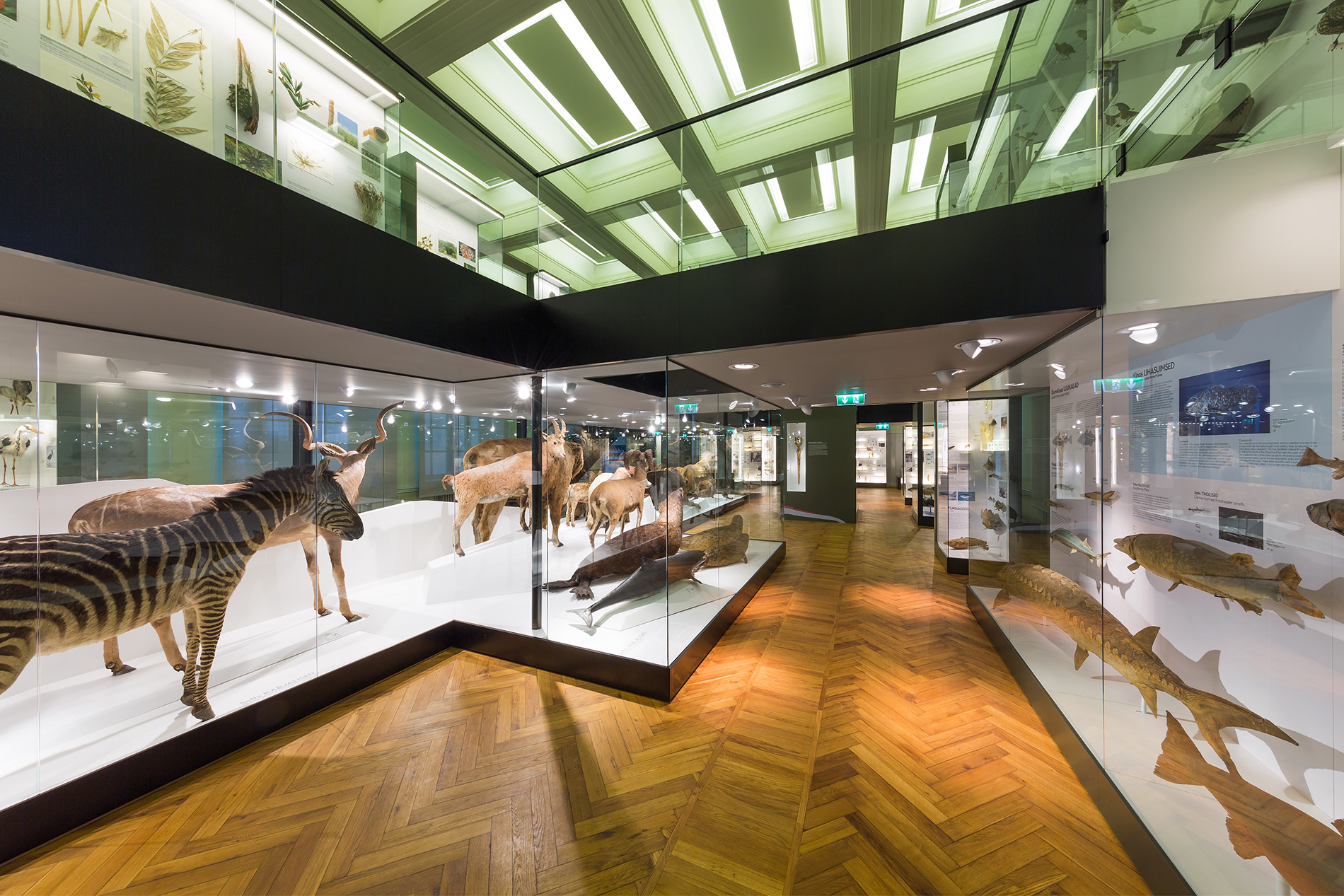Tartu Natural History Museum. Multimedia design and fit-out by Motor