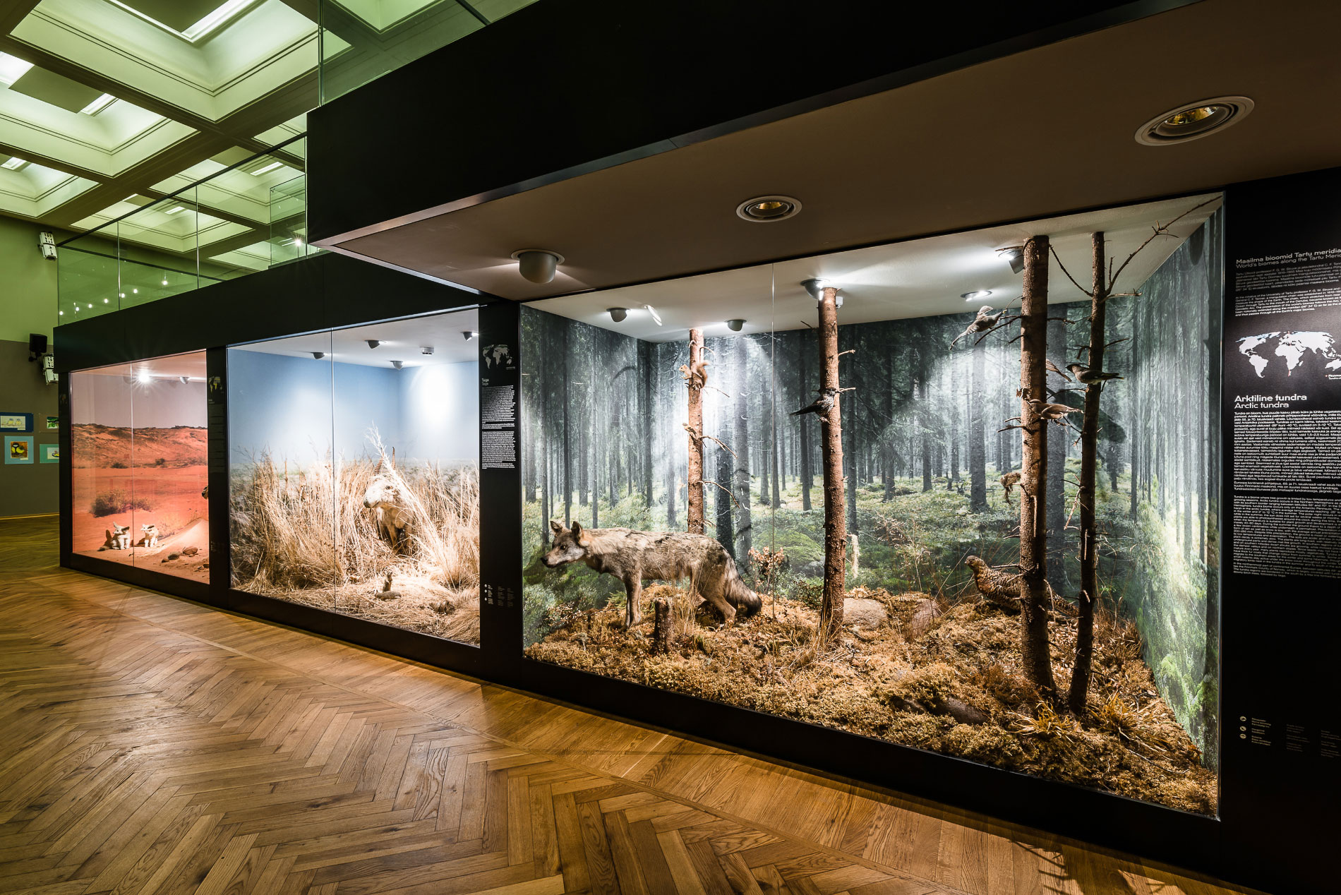 Tartu Natural History Museum. Multimedia design and fabrication by Motor